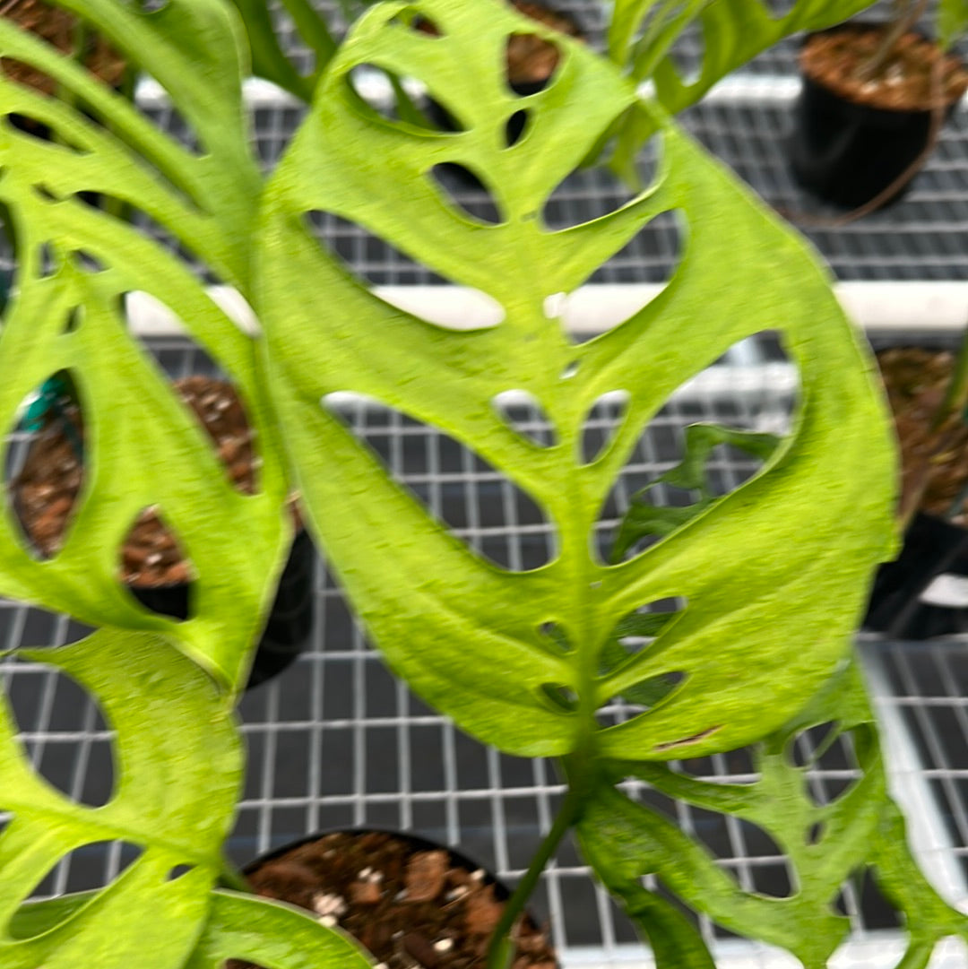 Monstera Esqueleto