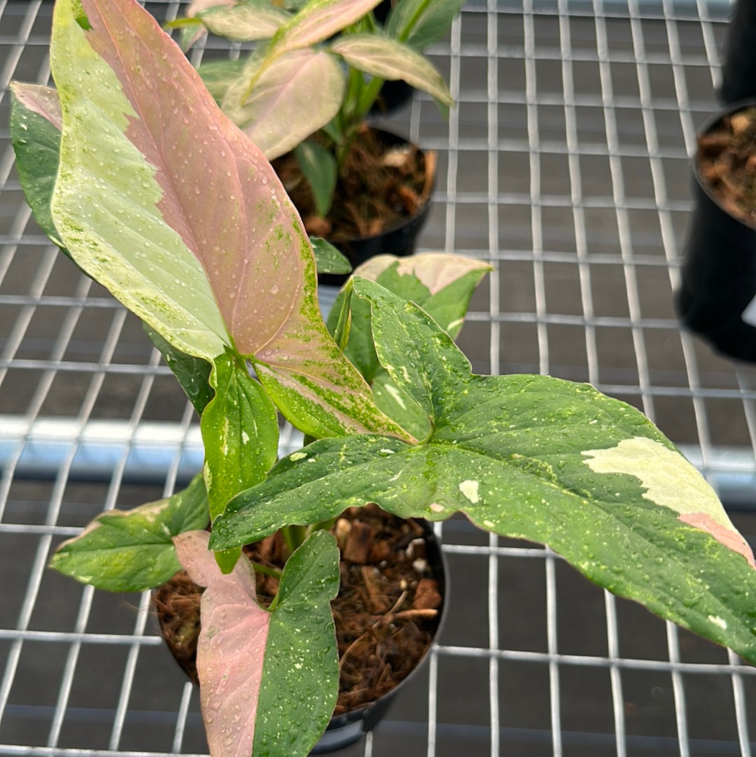 Syngonium Tricolor