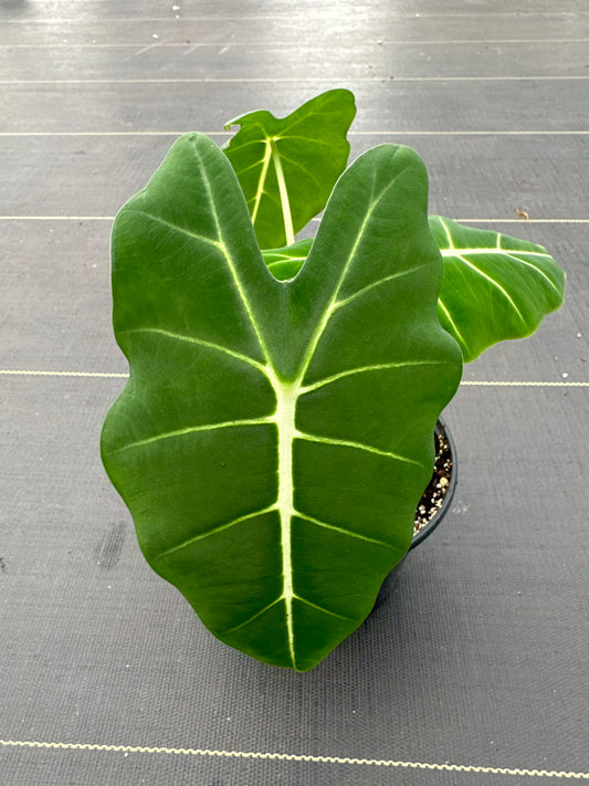 Alocasia Frydek