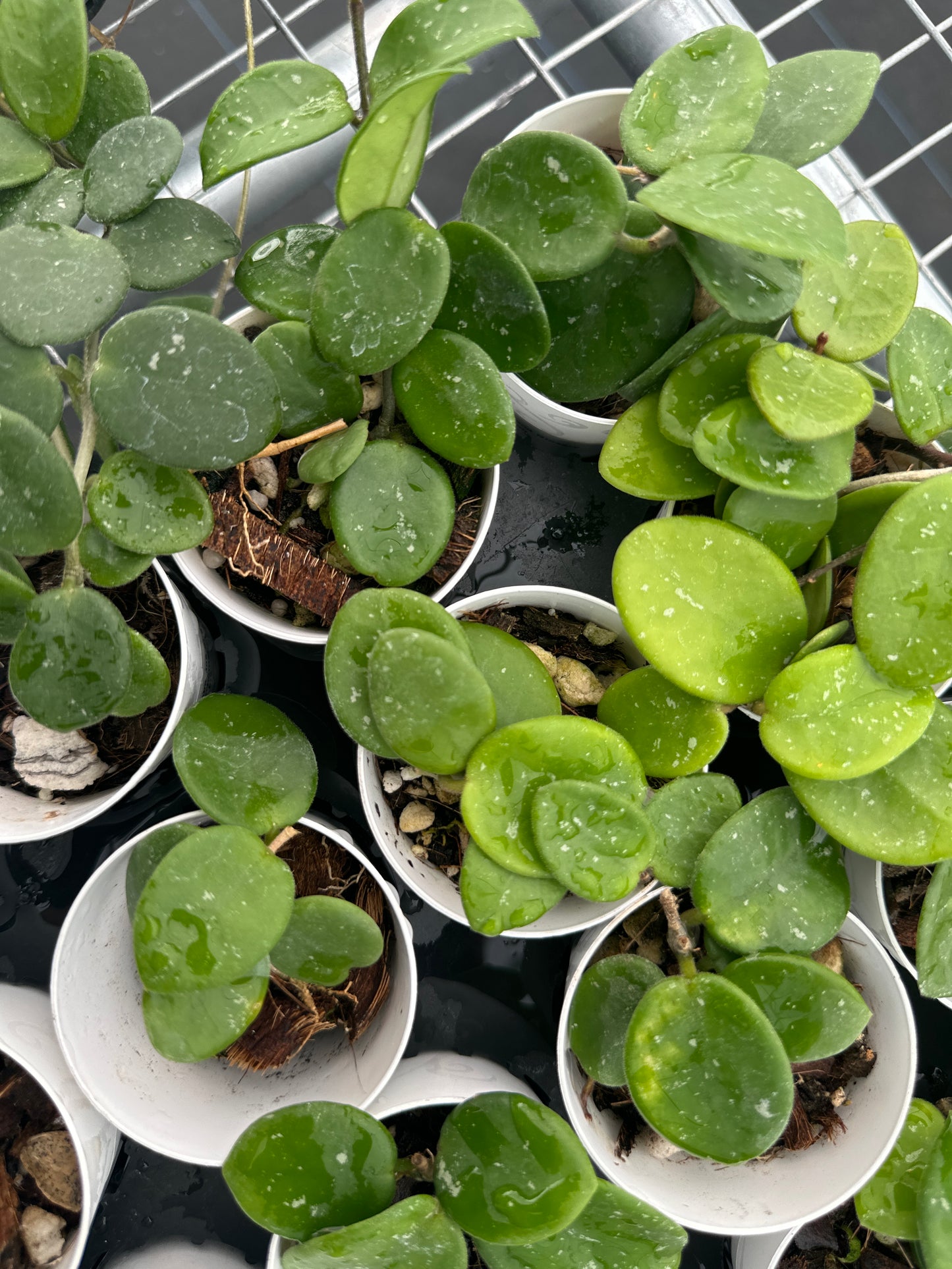 Hoya Mathilde