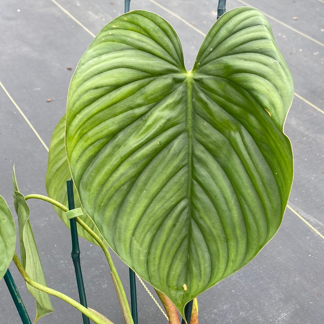 Philodendron Columbia (small)