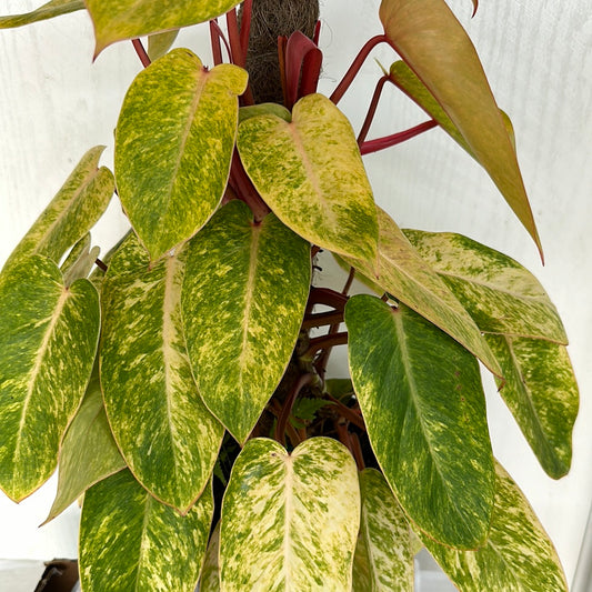 Philodendron Painted Lady