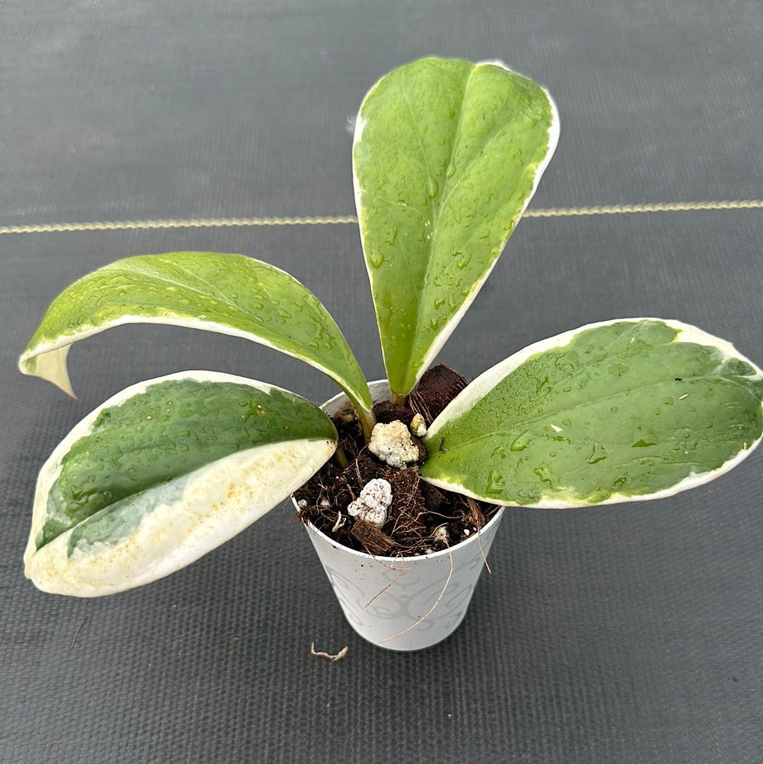 Hoya Incrassata variegated