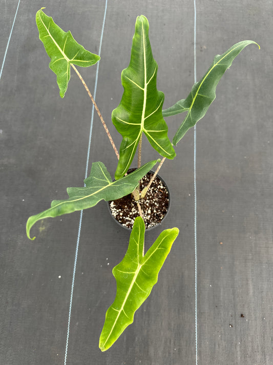 Alocasia Sarian
