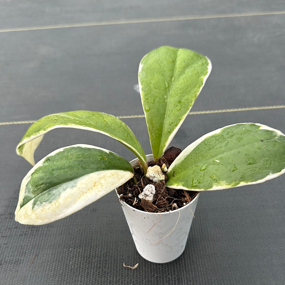 Hoya Incrassata variegated