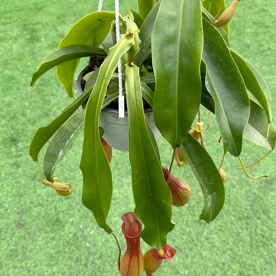 Pitcher plant (Carnivorous plant)