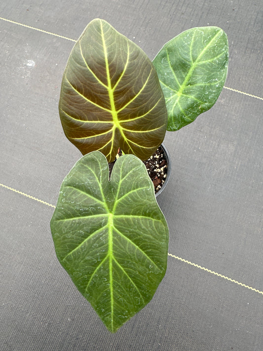 Alocasia Regale Shield