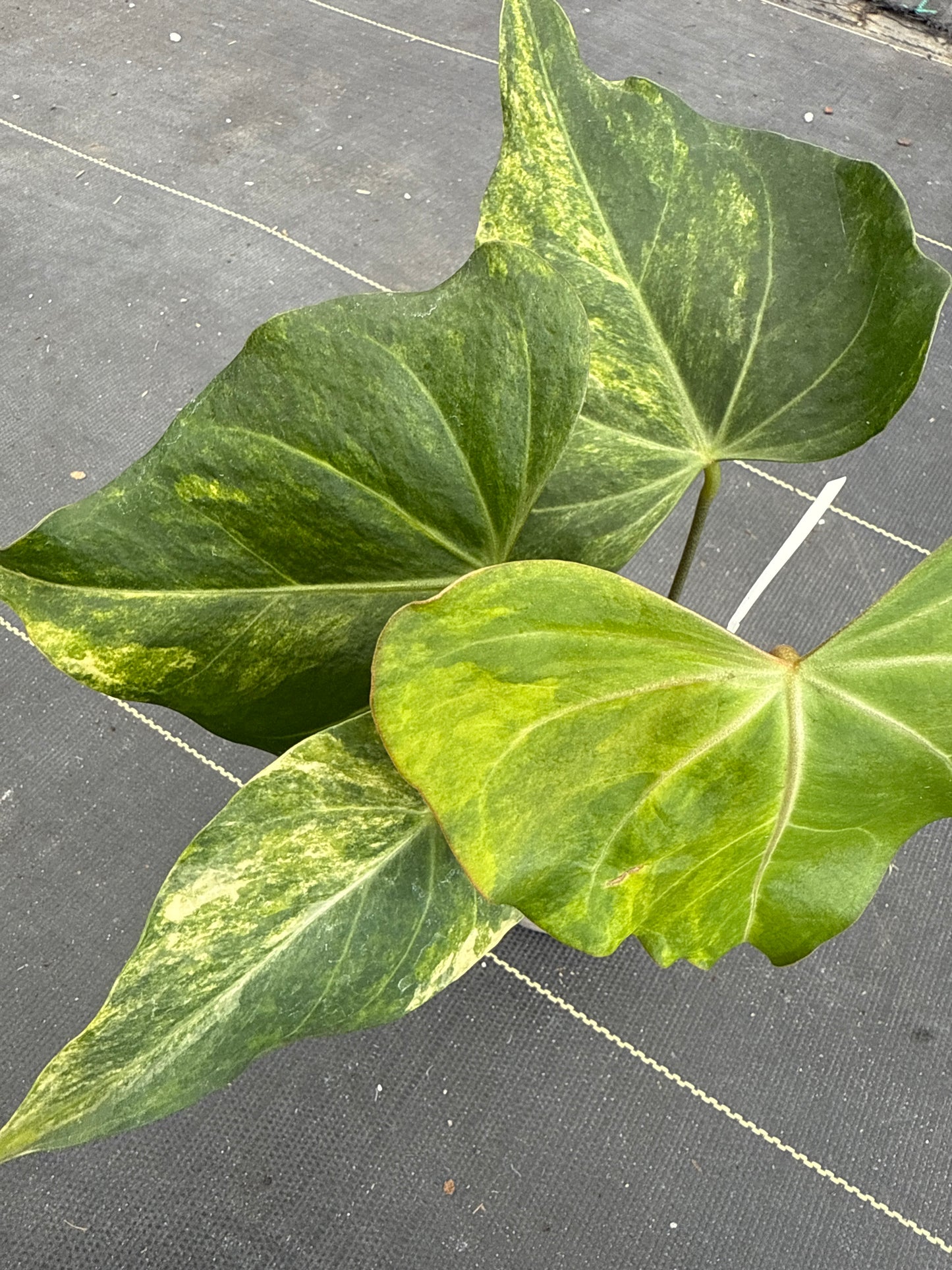 Anthurium Clarinervium x Pterodactyl