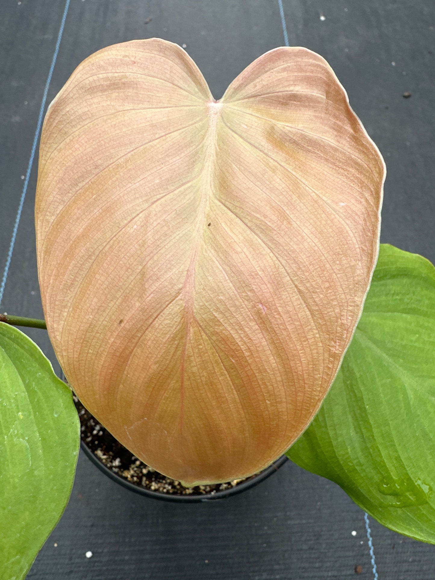 Philodendron Lynamii