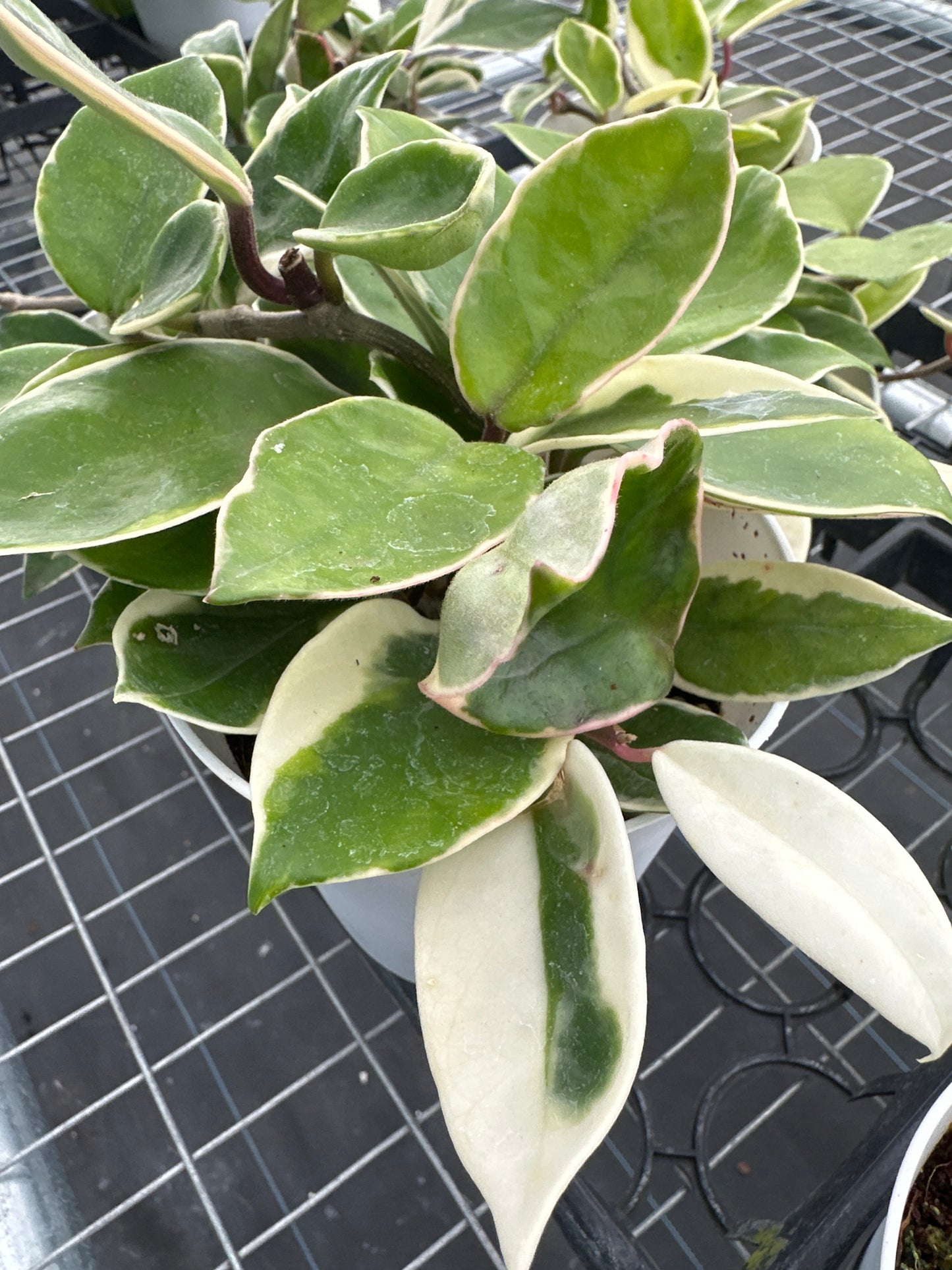 Hoya Carnosa Krimson Queen