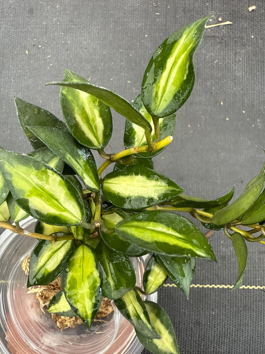 Hoya Lacunosa Midori