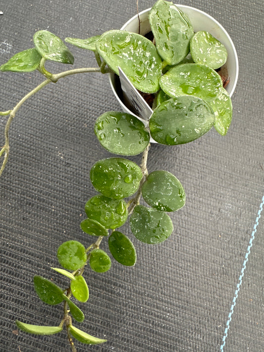 Hoya Mathilde