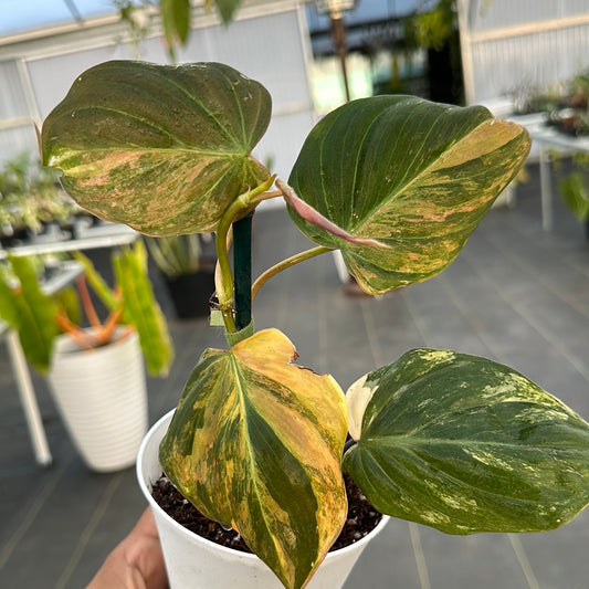 Philodendron Micans Variegated