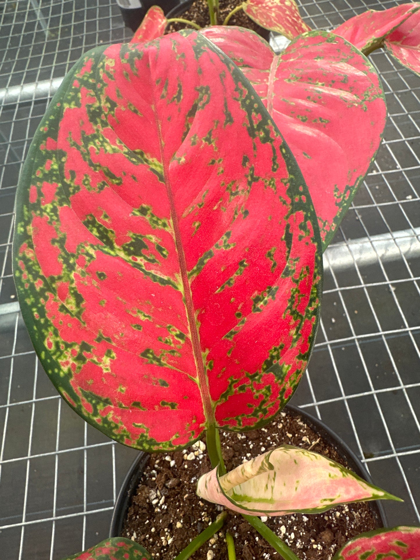Aglaonema Sup Mongkol