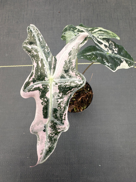 Alocasia Sanderiana Nobilis