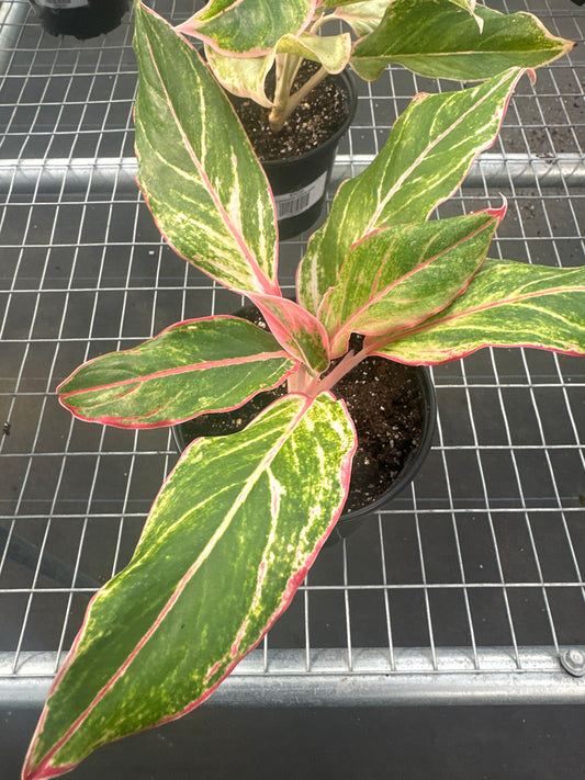 Aglaonema Hybrid