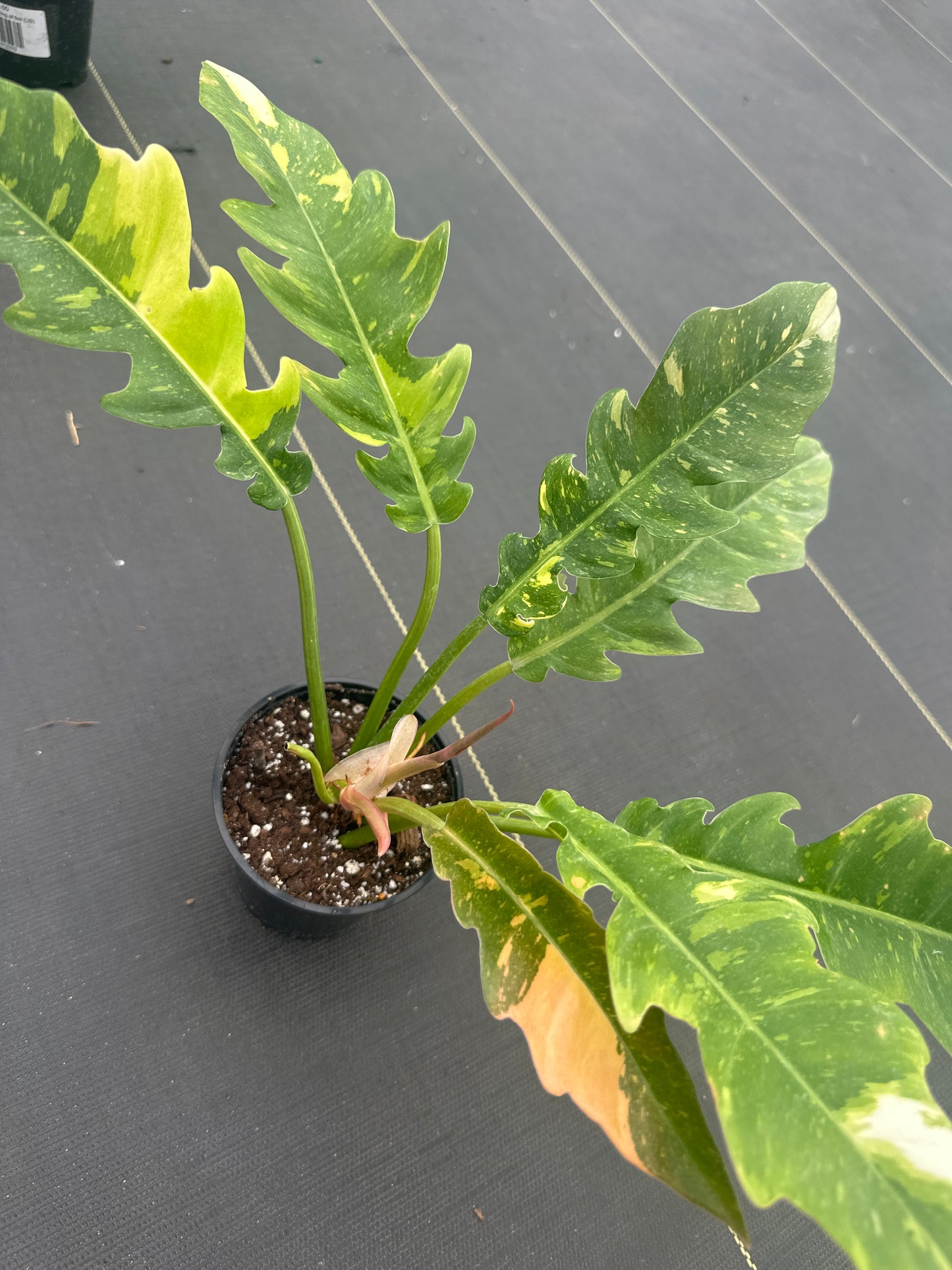Philodendron Ring of Fire
