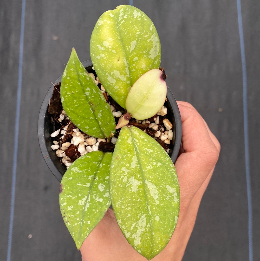 Hoya Crassipetiolata Splash (small)