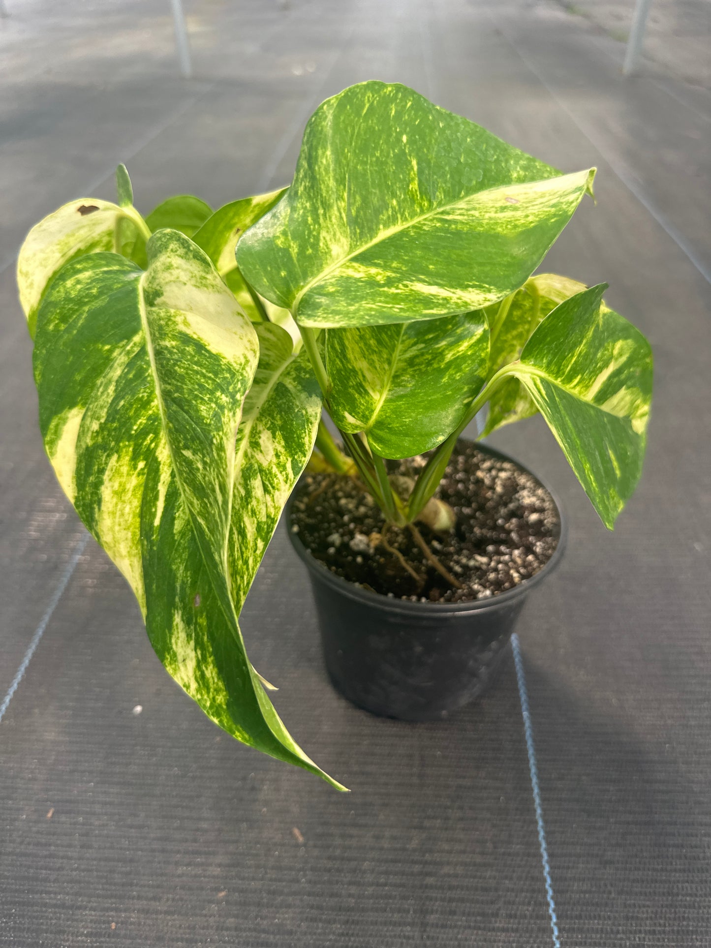 Epipremnum Golden Flame