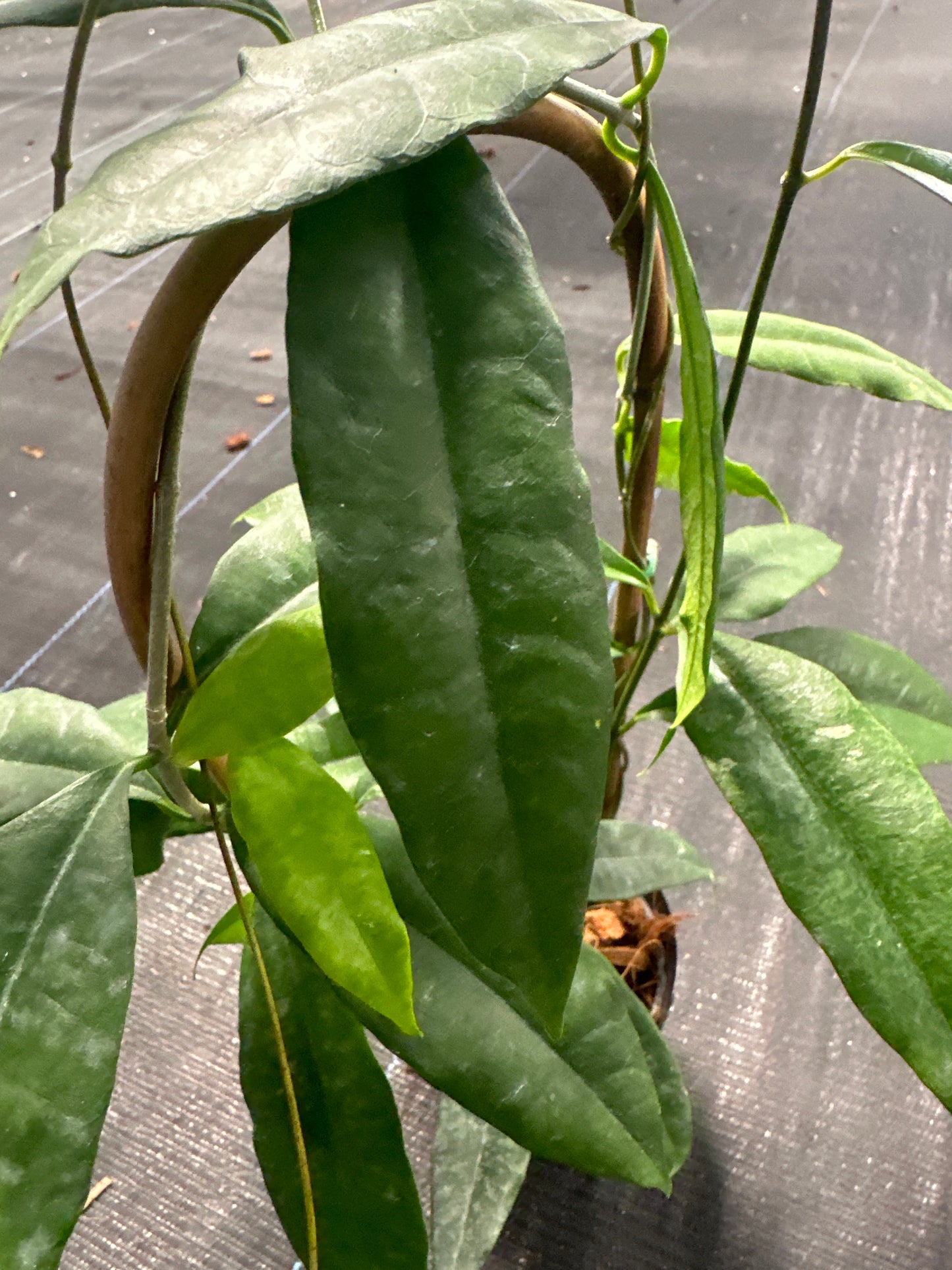 Hoya Wallichii