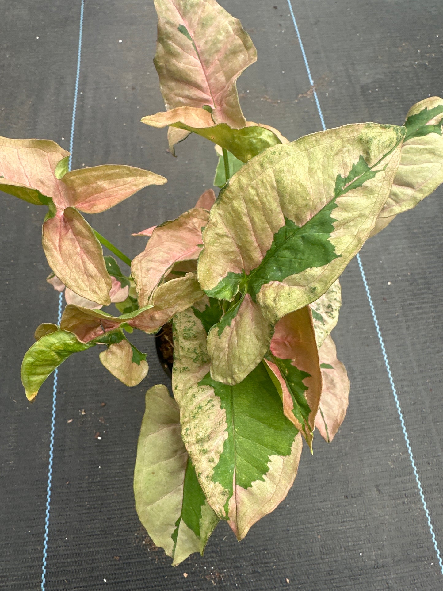 Syngonium Pink Lava