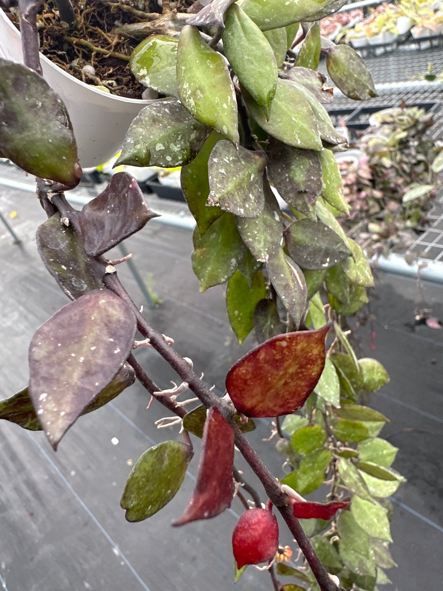 Hoya Krohniana Black