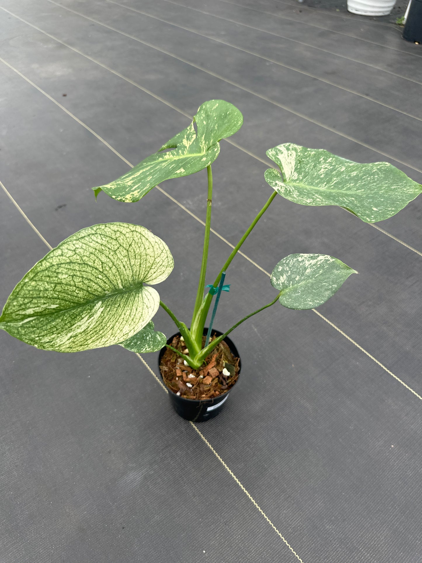 Monstera White Monster