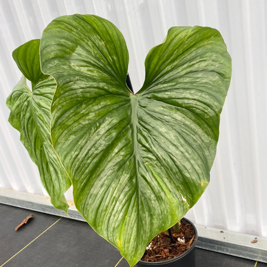 Philodendron Sodirol aff