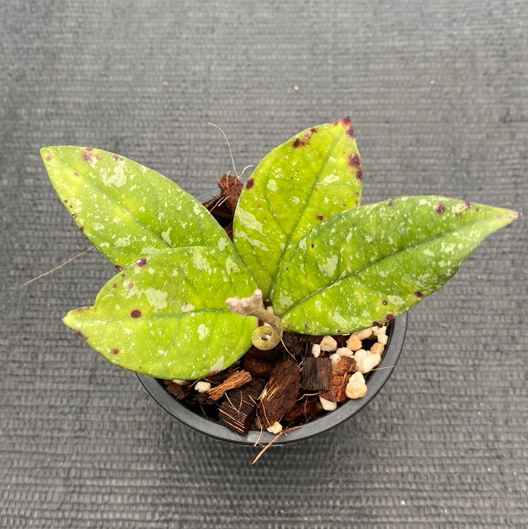 Hoya Crassipetiolata Splash (small)