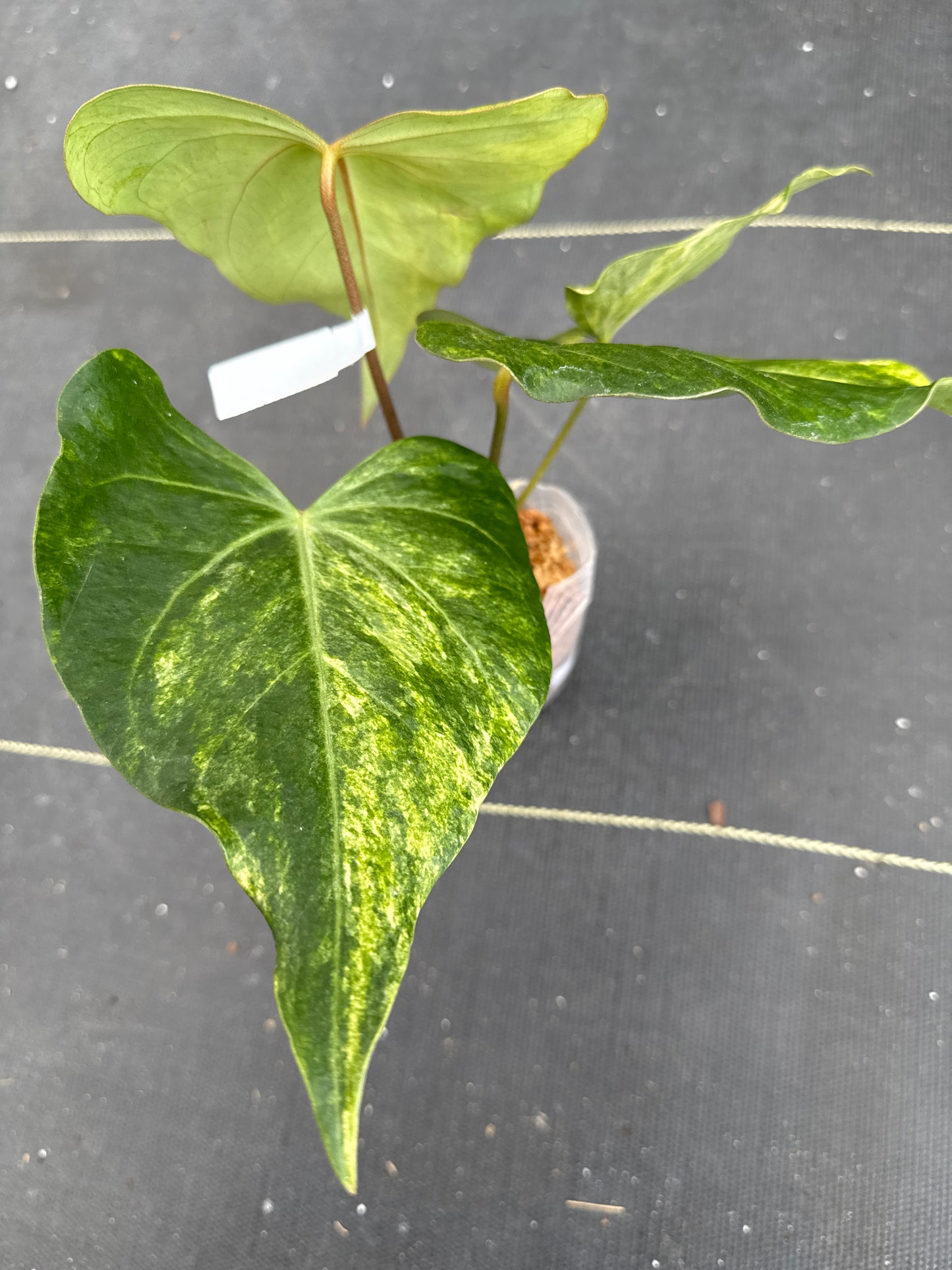 Anthurium Clarinervium x Pterodactyl