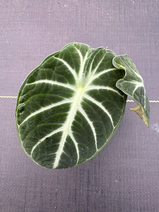 Alocasia Ninja