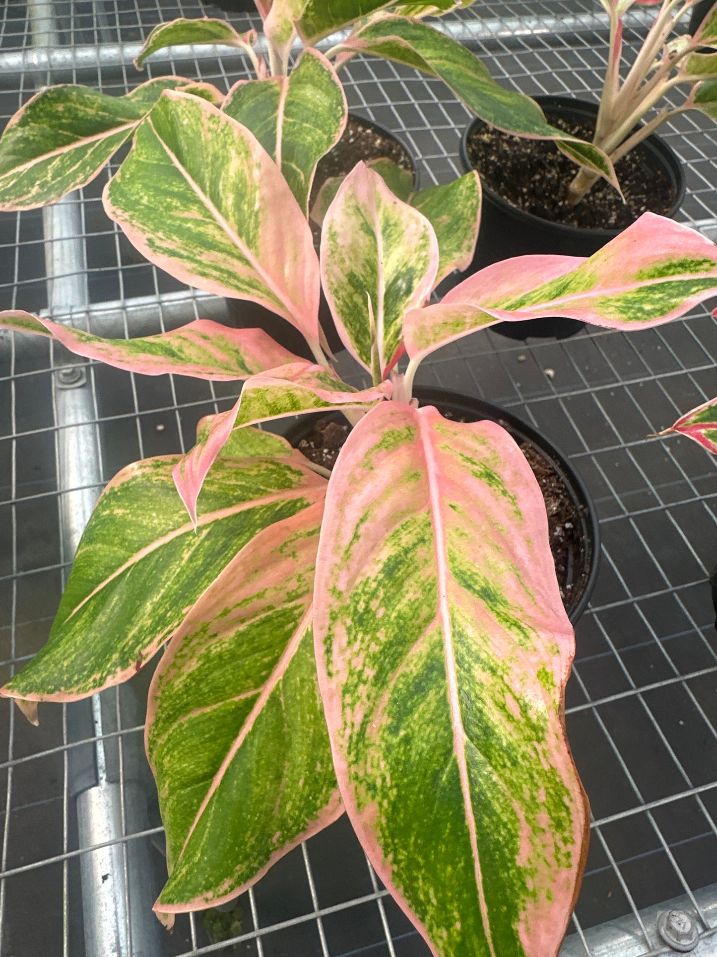 Aglaonema Hybrid