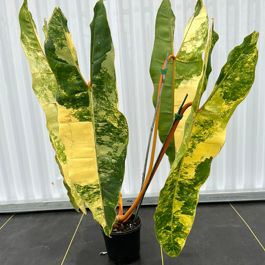 Philodendron Billietae Variegated
