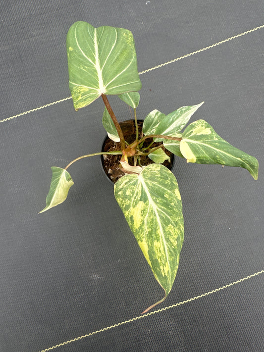 Philodendron Gloriosum Galaxy