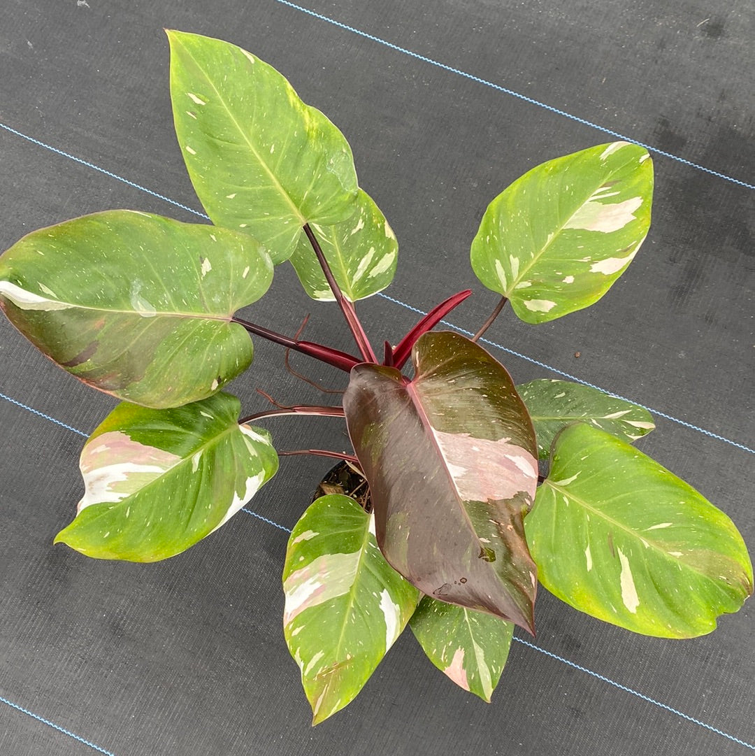 Philodendron Red Anderson Varigated