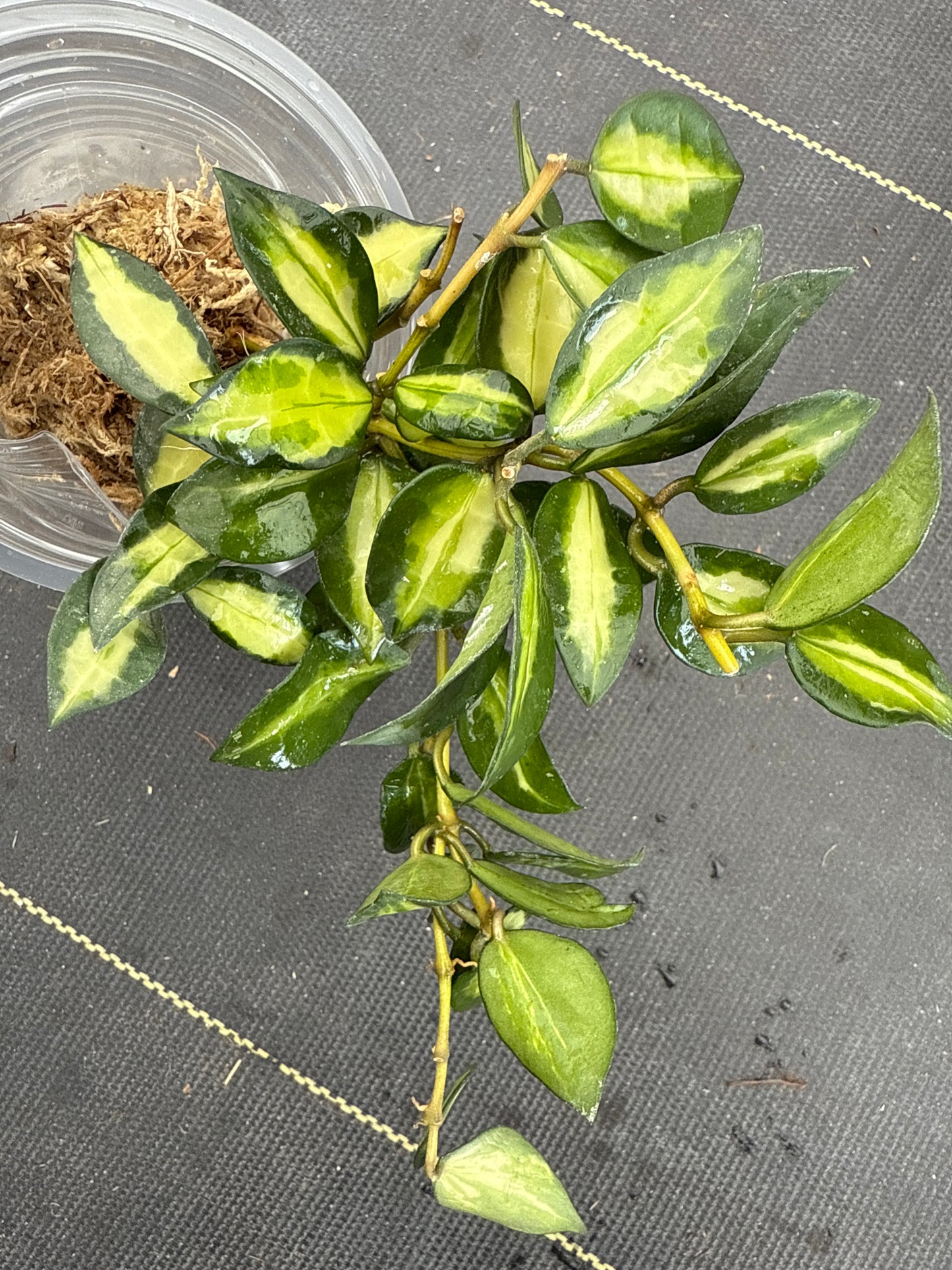 Hoya Lacunosa Midori