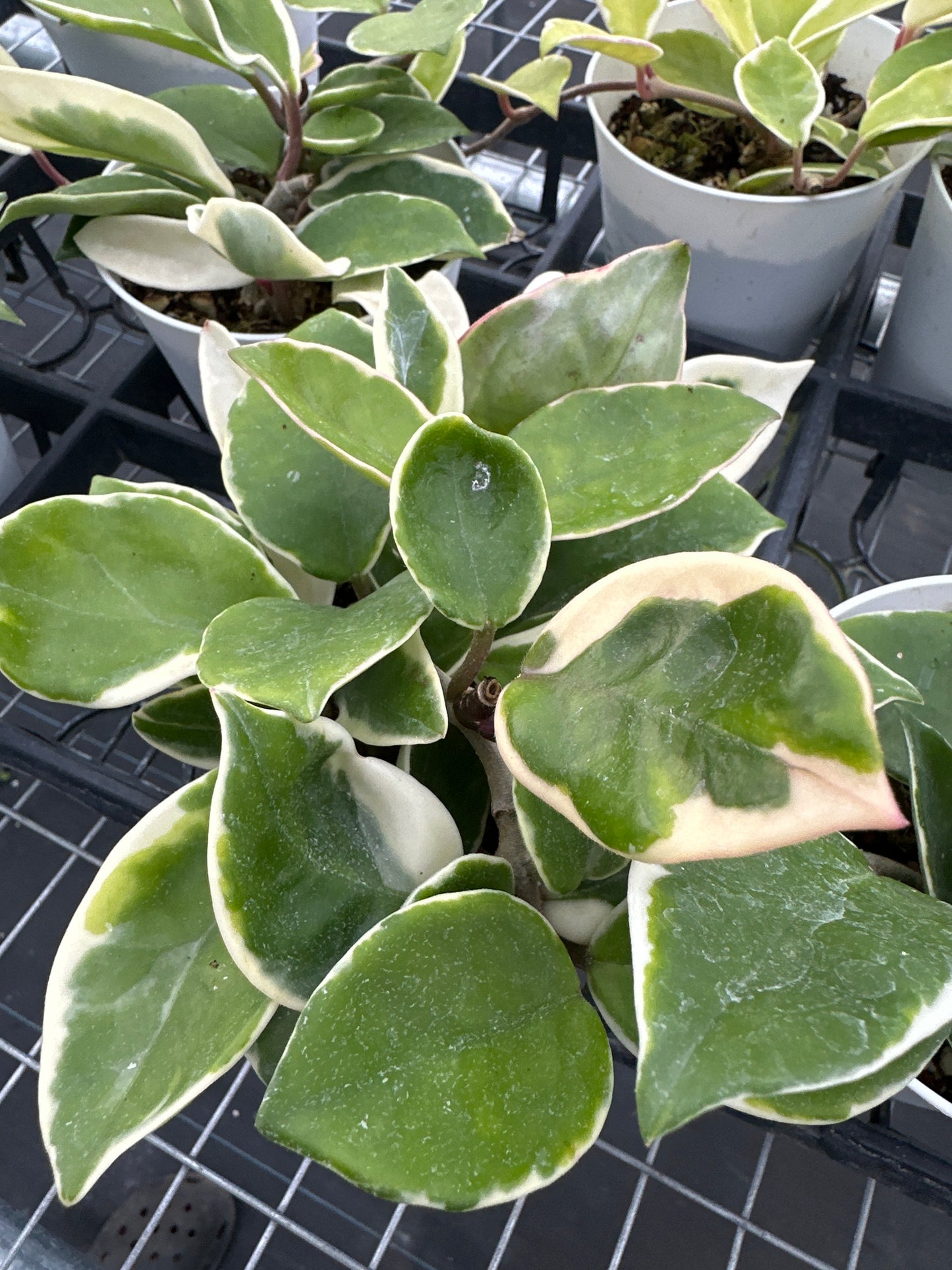 Hoya Carnosa Krimson Queen