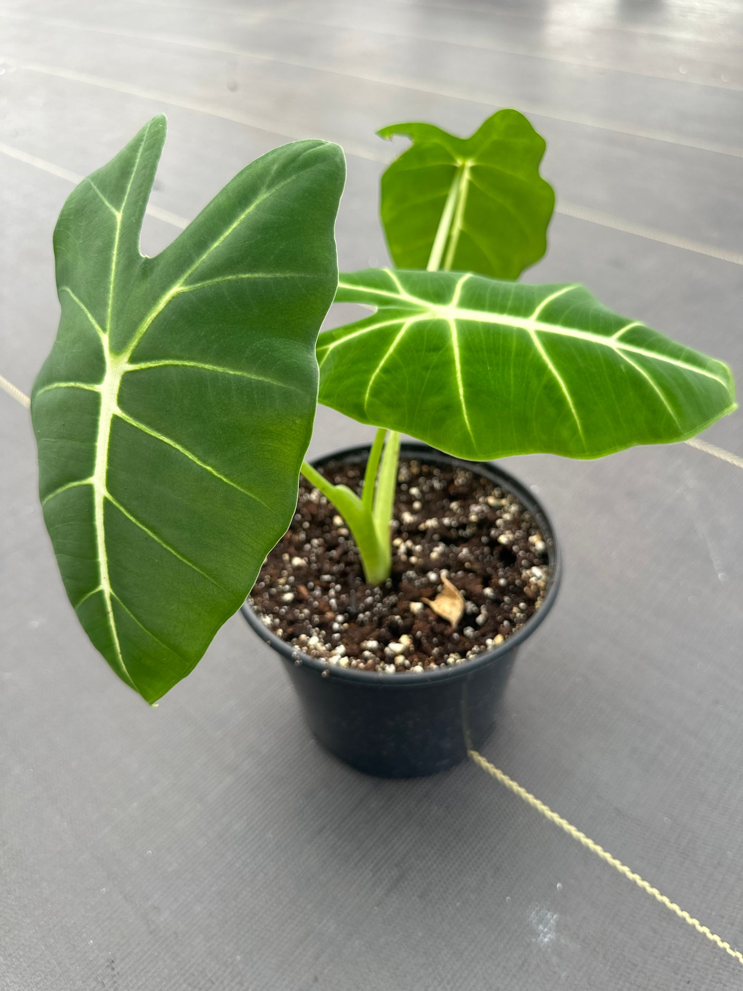 Alocasia Frydek