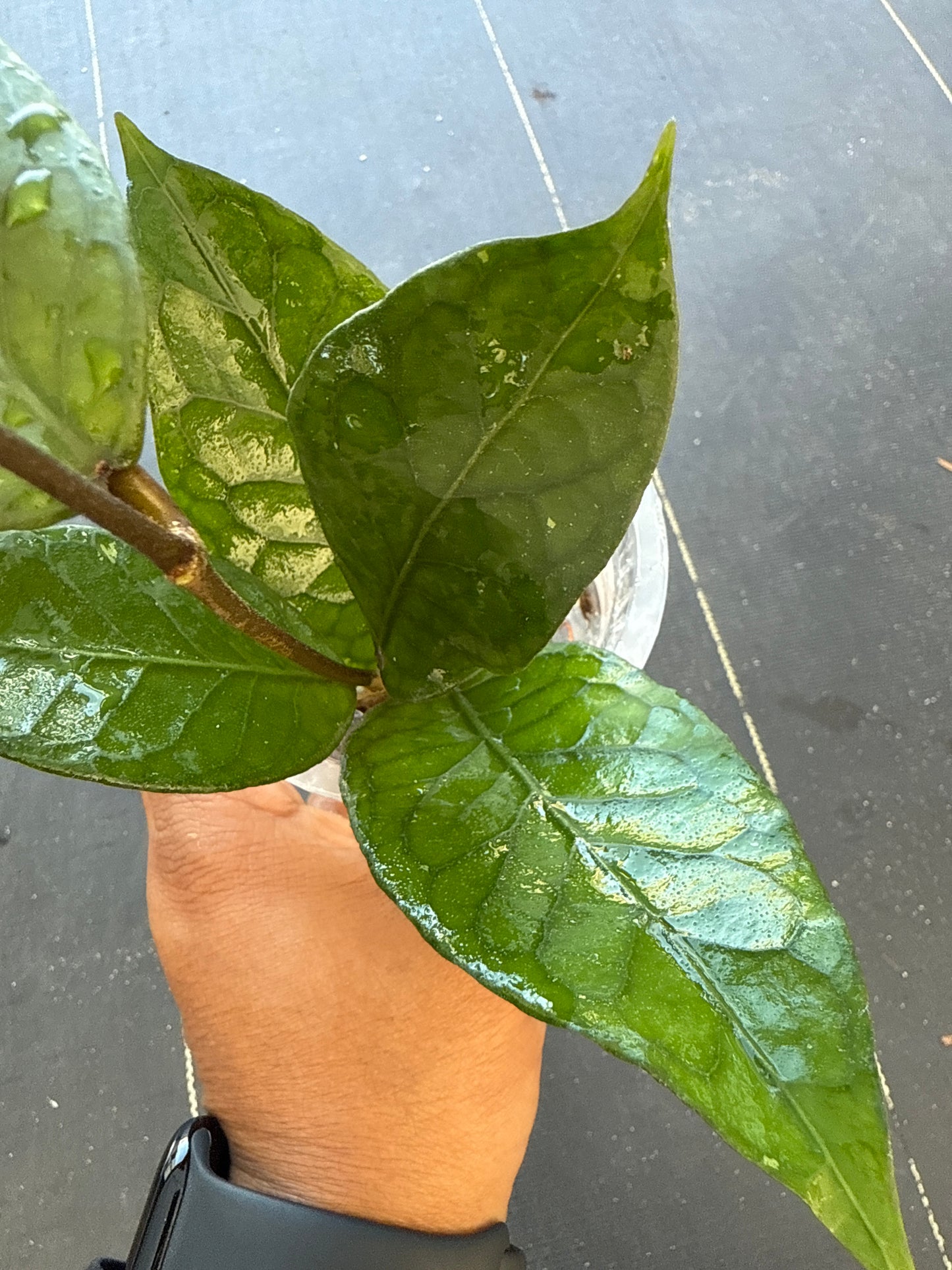 Hoya Aceh Sogun