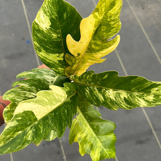 Philodendron Caramel Marble
