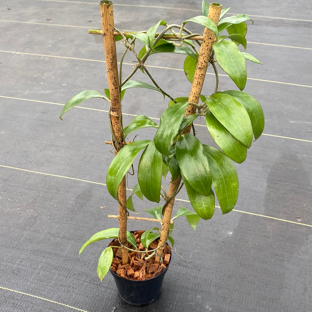 Hoya Merrilli (Long Leaf)