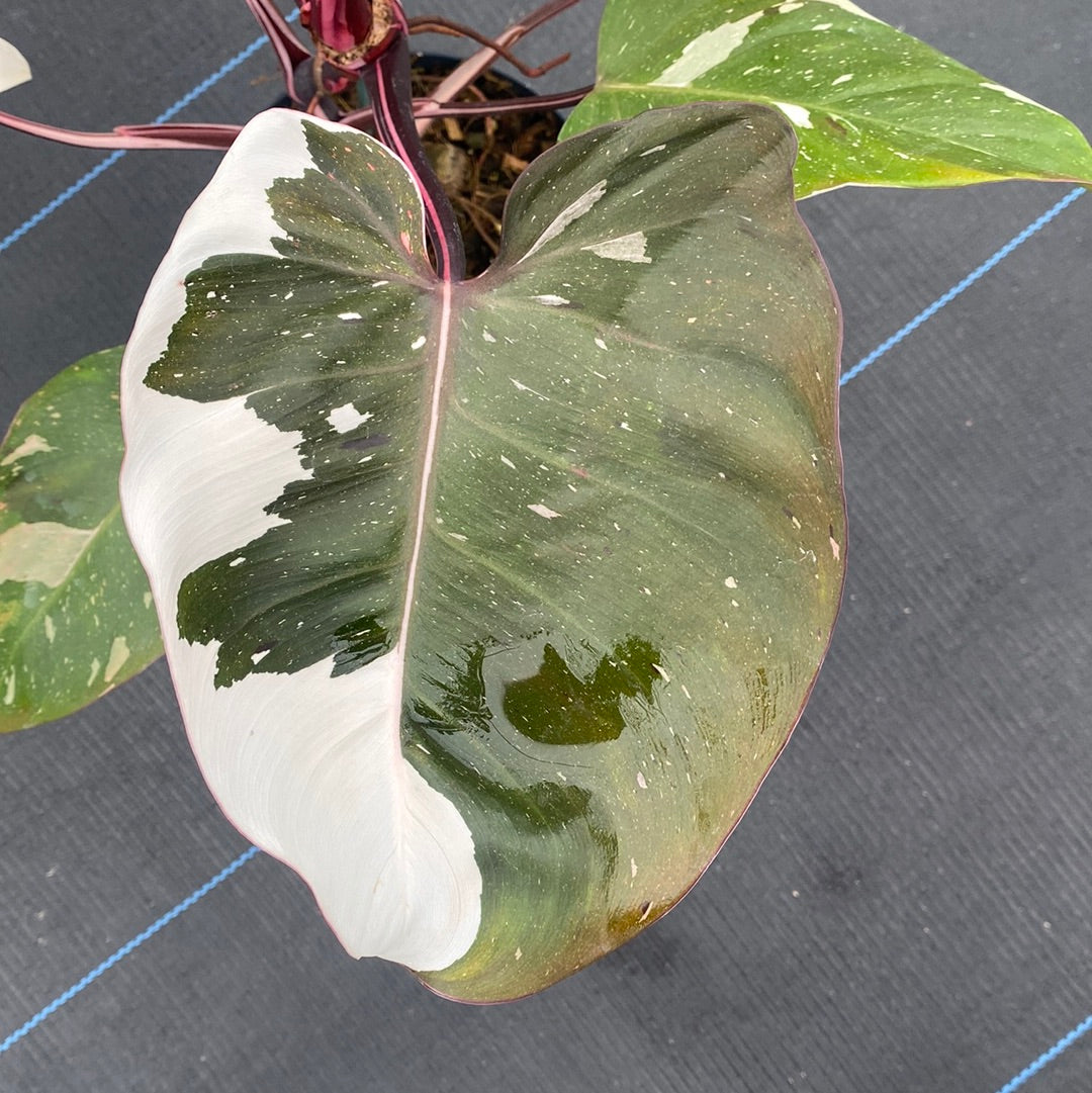 Philodendron Red Anderson Varigated