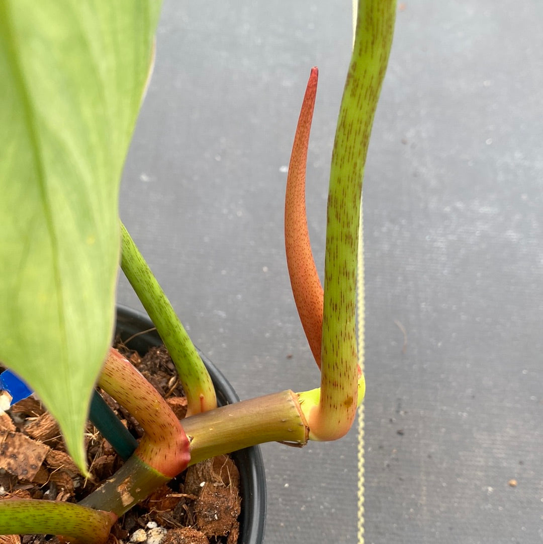 Philodendron Columbia (small)