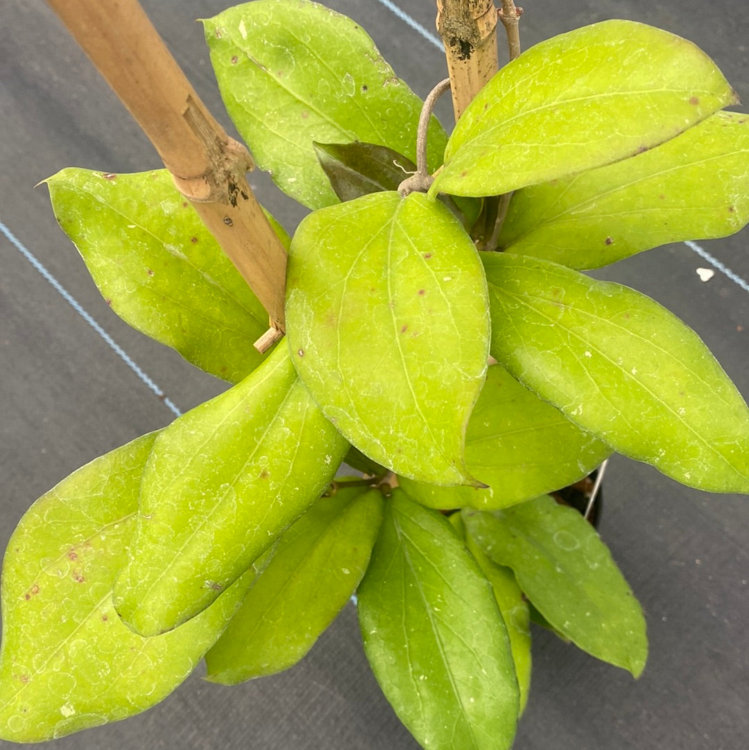 Hoya Erythrina (trellis)