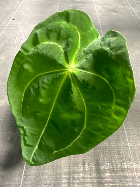 Anthurium Vittarifouluim X Forgettii