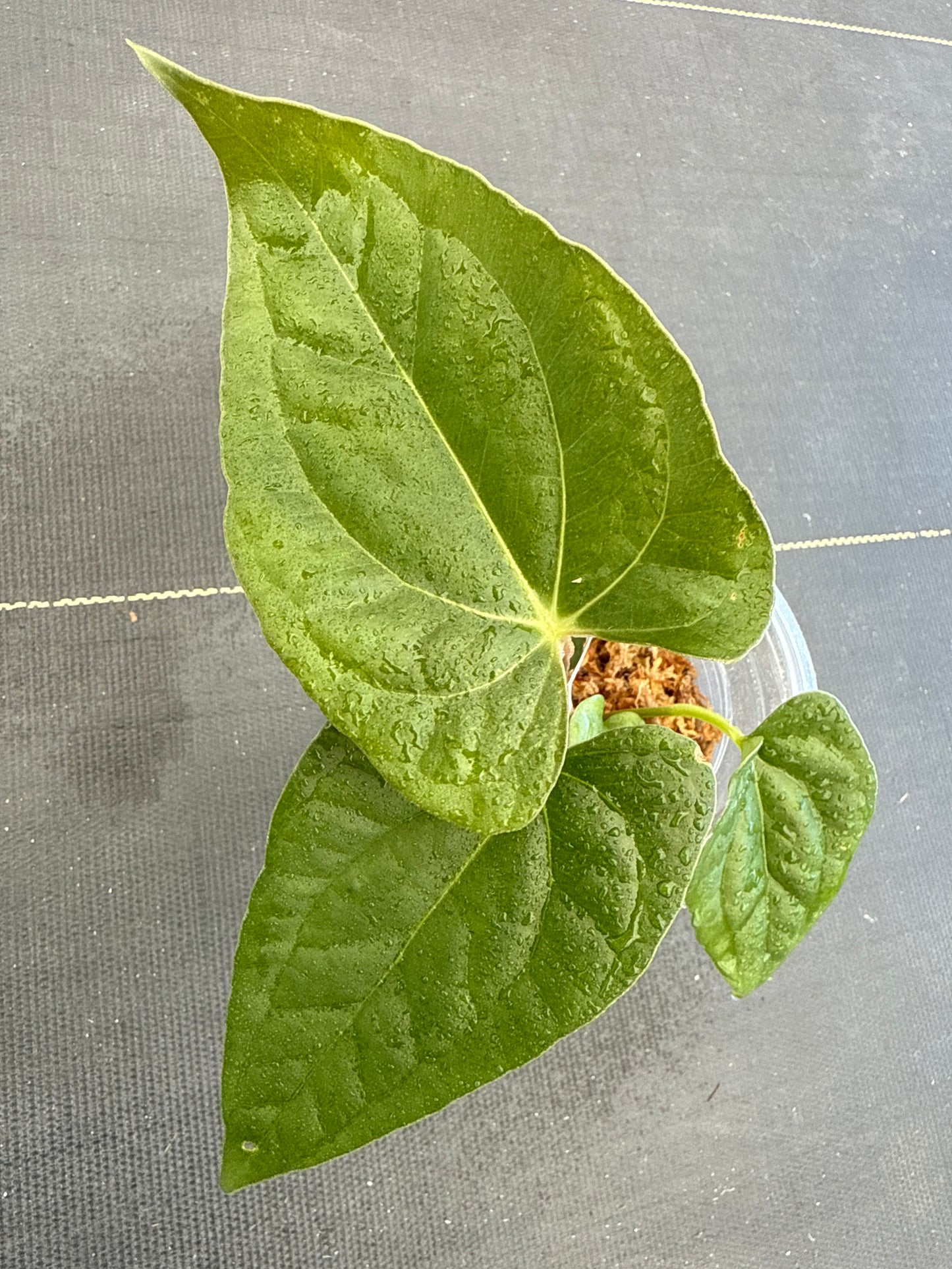 Anthurium Papi Legend x LUXURIAN