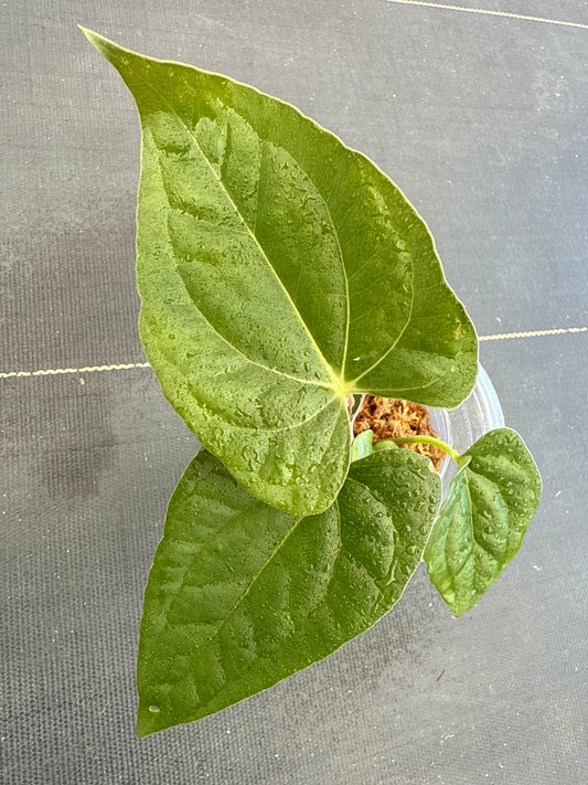 Anthurium Papi Legend x LUXURIAN