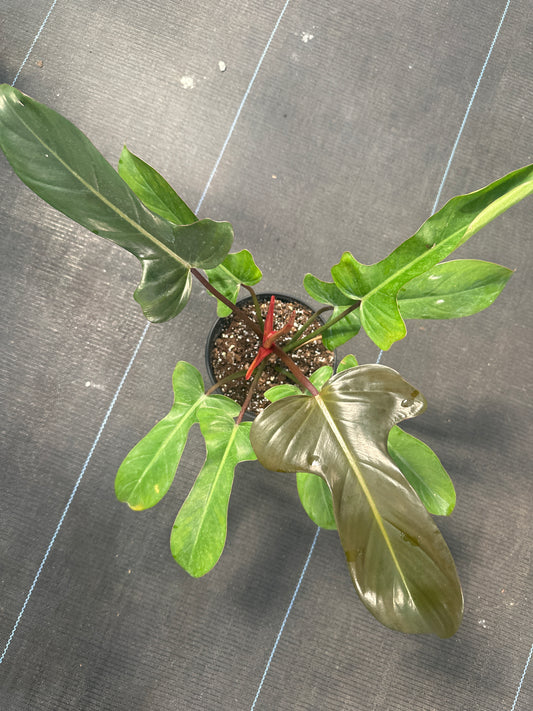 Philodendron Florida Bronze