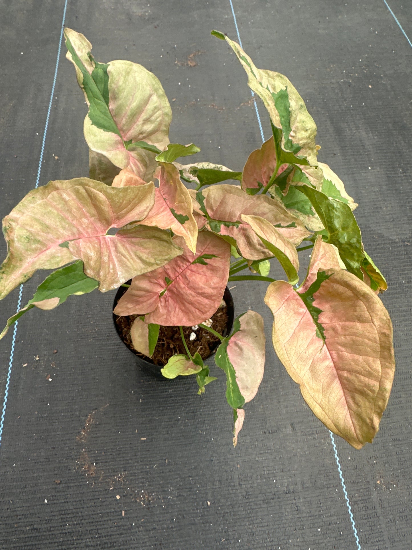Syngonium Pink Lava