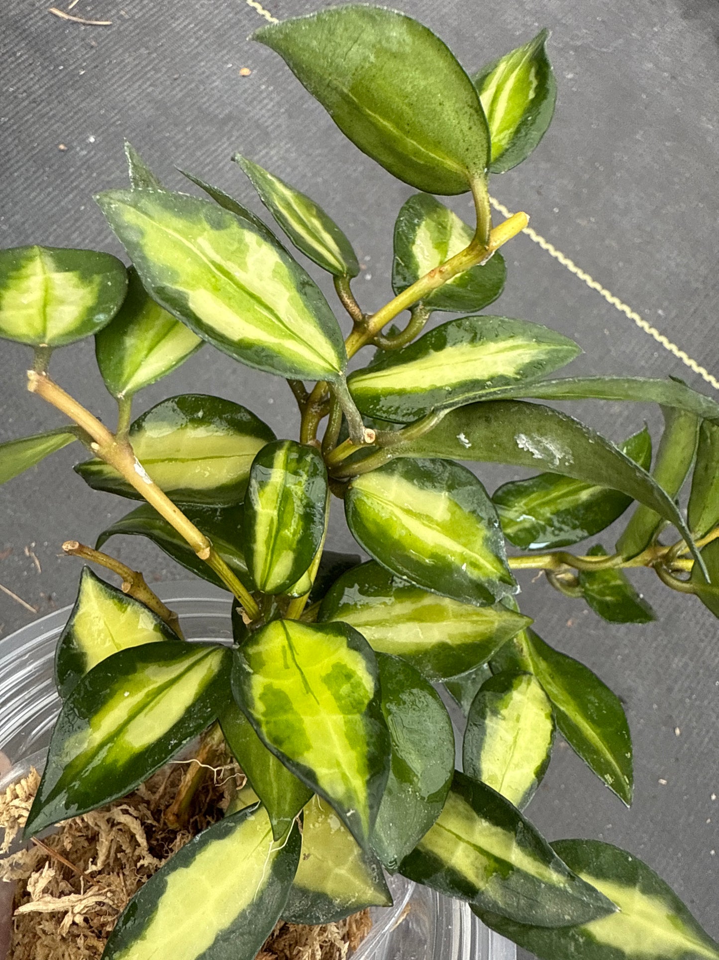 Hoya Lacunosa Midori